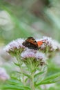 Hemp-agrimony Eupatorium cannabinum, flowers with European peacock butterfly Royalty Free Stock Photo